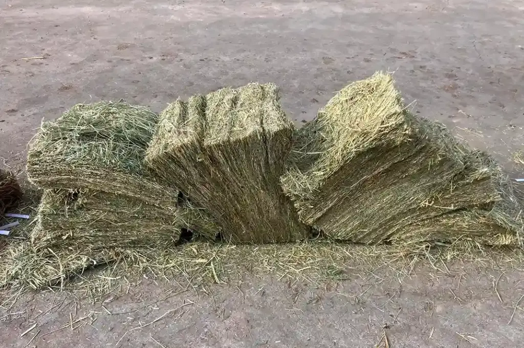 Le foin de prairie, naturel et nutritif, est indispensable pour une alimentation équilibrée des chevaux et du bétail. Il est récolté et conditionné en bottes par nos soins puis stocké pendant 60 jours minimum avant d'être reconditionné en balles compressées.